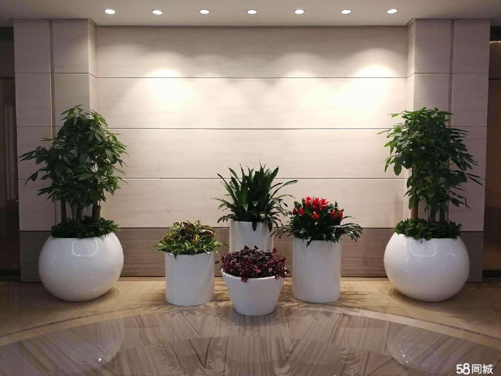 西安酒店綠植出租|西安碧盛園藝13002920517